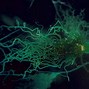 Image result for Brain Neurons Visualized