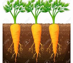 Image result for Carrot ClipArt