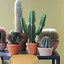 Image result for Indoor Cactus Garden