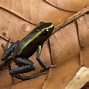 Image result for Most Poisonous Frog in the World