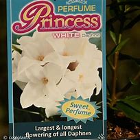 Image result for Daphne Perfum Princess White