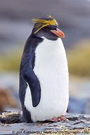 Image result for Macaroni Penguin Face