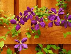 Image result for Pruning Clematis Vines
