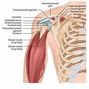 Image result for acromiob