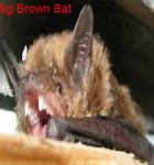 Image result for Bat Breeds