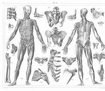 Image result for Vintage Anatomy Graphics