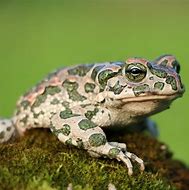 Image result for Bull Frog Camofluage