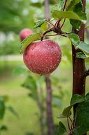 Image result for Green Fruit with Red Flesh