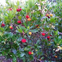 Image result for Arbutus unedo Atlantic