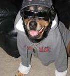 Image result for Gangster Dog
