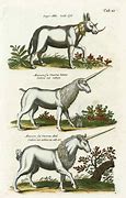Image result for Mythical Animals Unicorn
