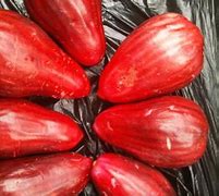 Image result for Jamaican Apple Fruit