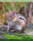 Image result for Eastern Chipmunk