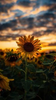 Image result for Aesthetic Sunflower iPhone Wallpaper