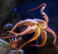 Image result for Giant Octopus Aquarium