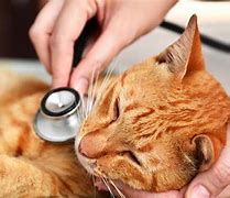 Image result for Cat Hepatitis