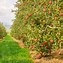 Image result for Cider Apple Tree
