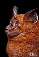 Image result for Borneo Bats