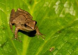 Image result for Tree Frog Maine