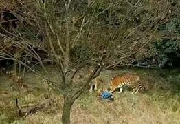 Image result for Man Being Mauled by a Tiger