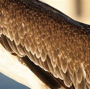 Image result for Brown Pelican Wing Images
