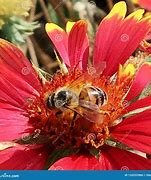 Image result for Flies That Look Like Bees