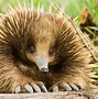 Image result for Face of Echidna