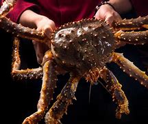 Image result for Biggest Crab Ever Found