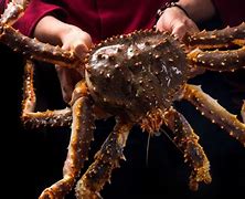 Image result for Biggest Crab Ever