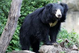 Image result for Indian Sloth Bear