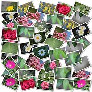 Image result for What Is a Collage
