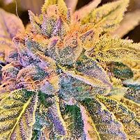 Image result for Wizard OG Strain