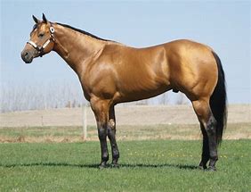 Image result for American Paint Horse Points of Conformation