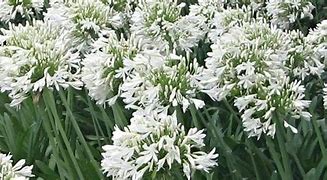 Image result for Agapanthus Polar Ice (Trumpet-Group)