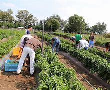 Image result for agropeciario