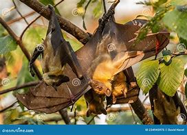 Image result for African Straw-Colored Fruit Bat