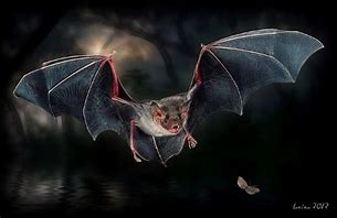 Image result for Realistic Bat Clip Art