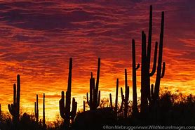 Image result for Sonoran Desert Wallpaper 1262X710