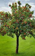 Image result for Whole Apple Tree with Fruit