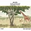 Image result for Animal Adaptations Giraffe