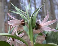 Fritillaria stenanthera için resim sonucu