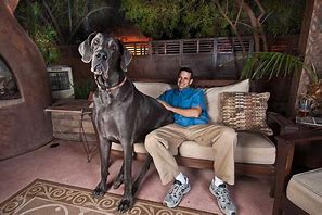 Image result for Biggest Dog in the Wortld