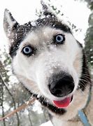 Image result for Hilarious Husky