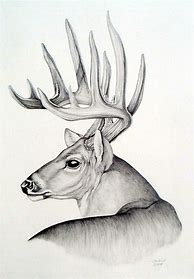 Image result for Whitetail Deer Pencil Drawings
