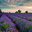 Image result for Lavender iPhone Background