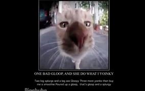 Image result for Cat Gloop Meme