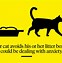 Image result for Cat Separation Anxiety Signs
