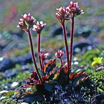 Image result for Saxifraga (A) Standsfieldii