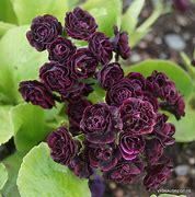 Image result for Primula auricula Sarah Lodge