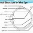 Image result for Circular Pupillary Constrictor Muscle